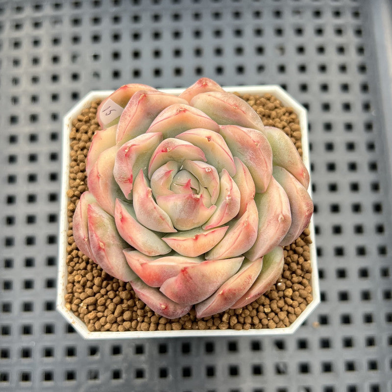 Echeveria 'Strawberry Cake' Variegated 2" Succulent Plant Cutting