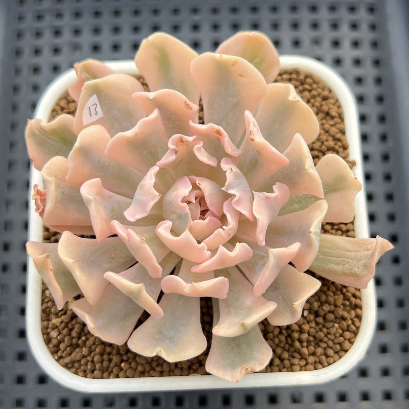 Echeveria 'Saffron' Variegated 3"-4" Succulent Plant