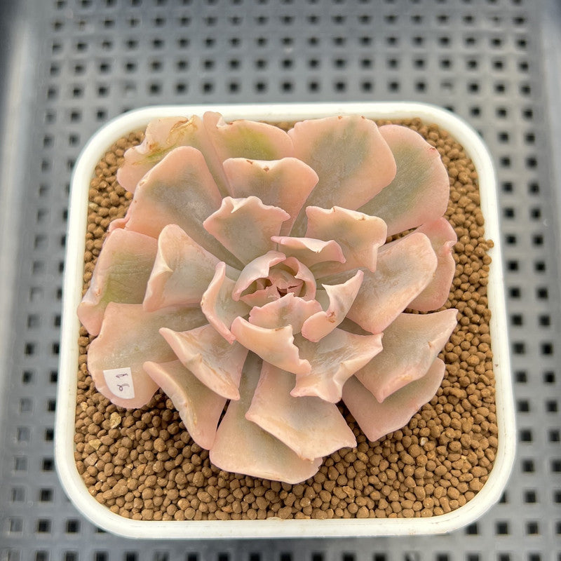 Echeveria 'Saffron' Variegated 3"-4" Succulent Plant