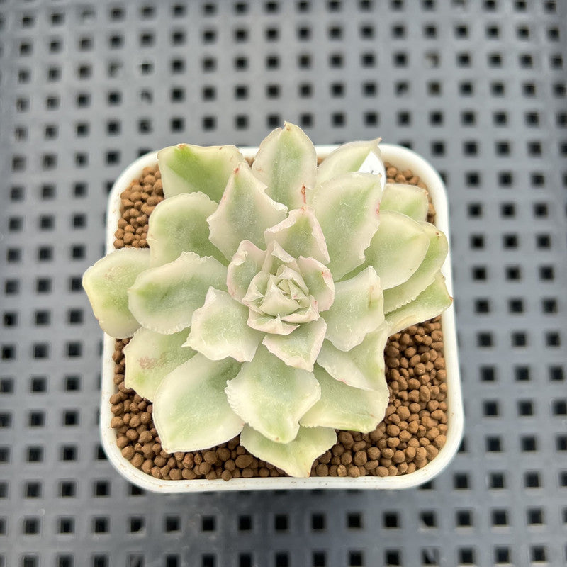 Echeveria 'White Princess' Variegated 2" Succulent Plant Cutting