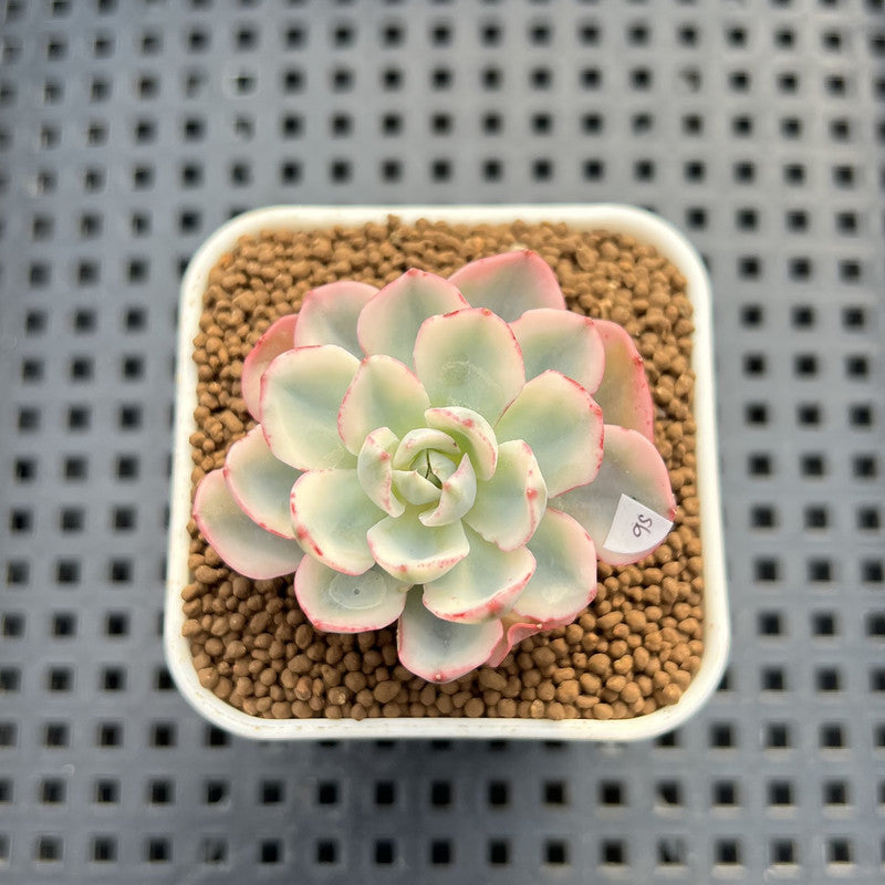 Echeveria 'Peaches & Cream' Variegated 1" Succulent Plant Cutting