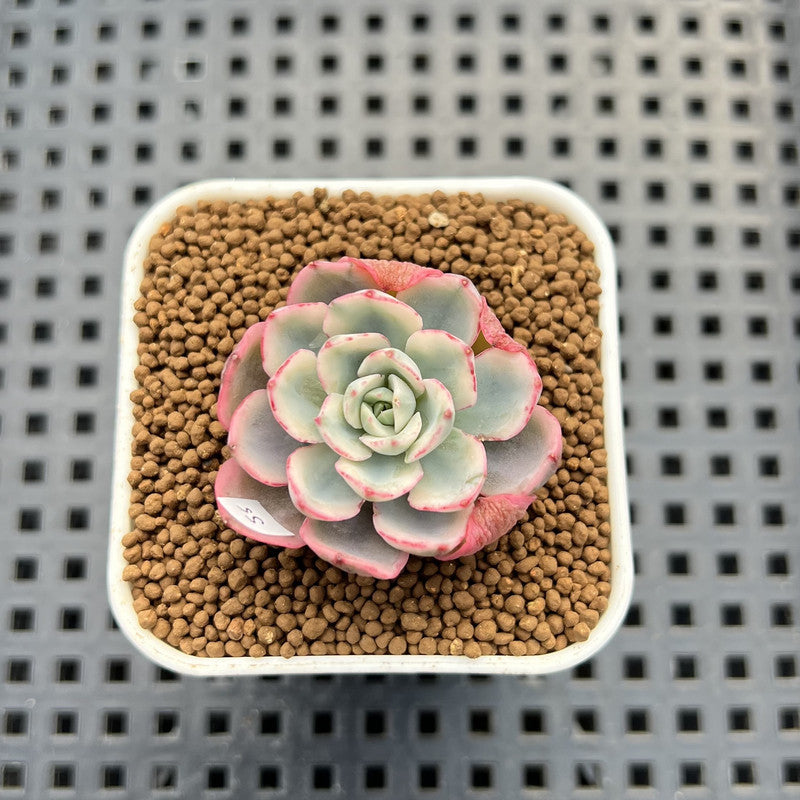 Echeveria 'Peaches & Cream' Variegated 1" Succulent Plant Cutting