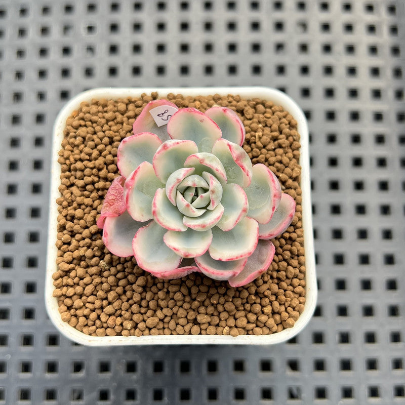 Echeveria 'Peaches & Cream' Variegated 1" Succulent Plant Cutting