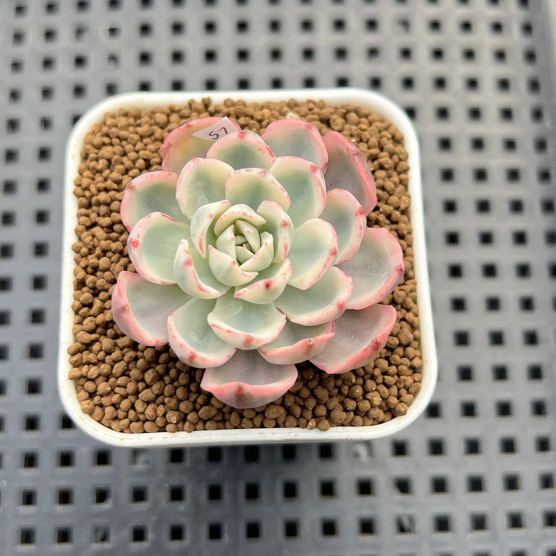 Echeveria 'Peaches & Cream' Variegated 1" Succulent Plant Cutting