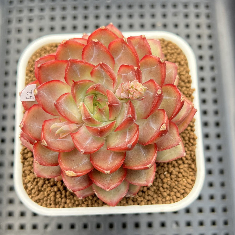 Echeveria 'Dai Yu' 3" Succulent Plant Cutting