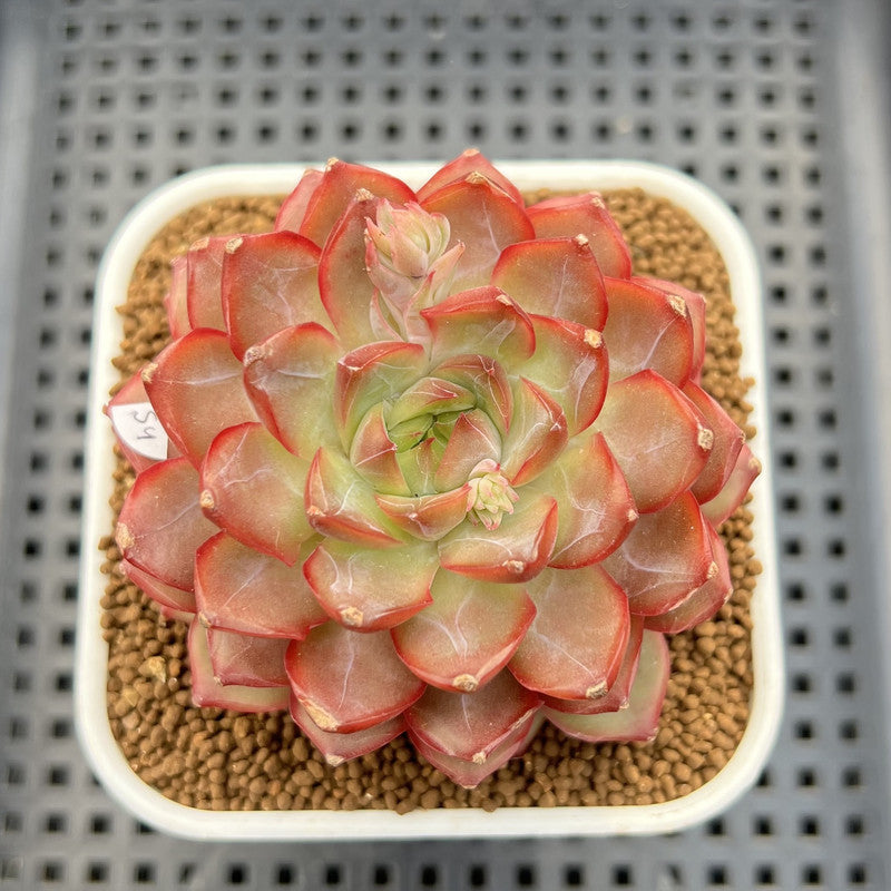 Echeveria 'Dai Yu' 3" Succulent Plant Cutting