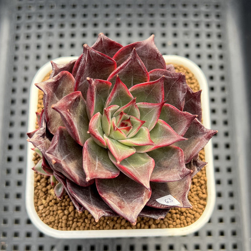 Echeveria 'Mysterious Night' 3" Succulent Plant Cutting