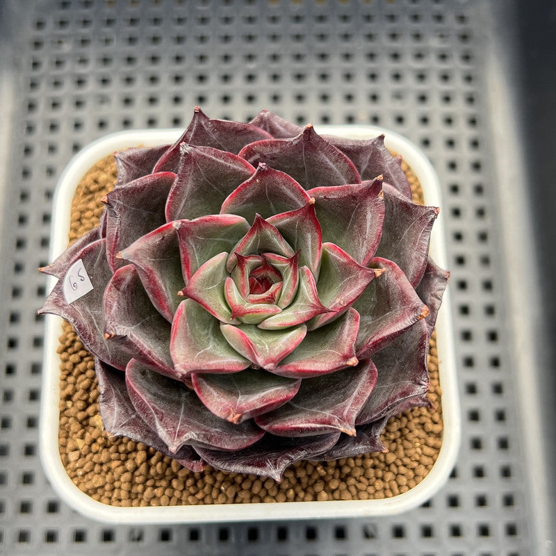 Echeveria 'Mysterious Night' 3" Succulent Plant Cutting