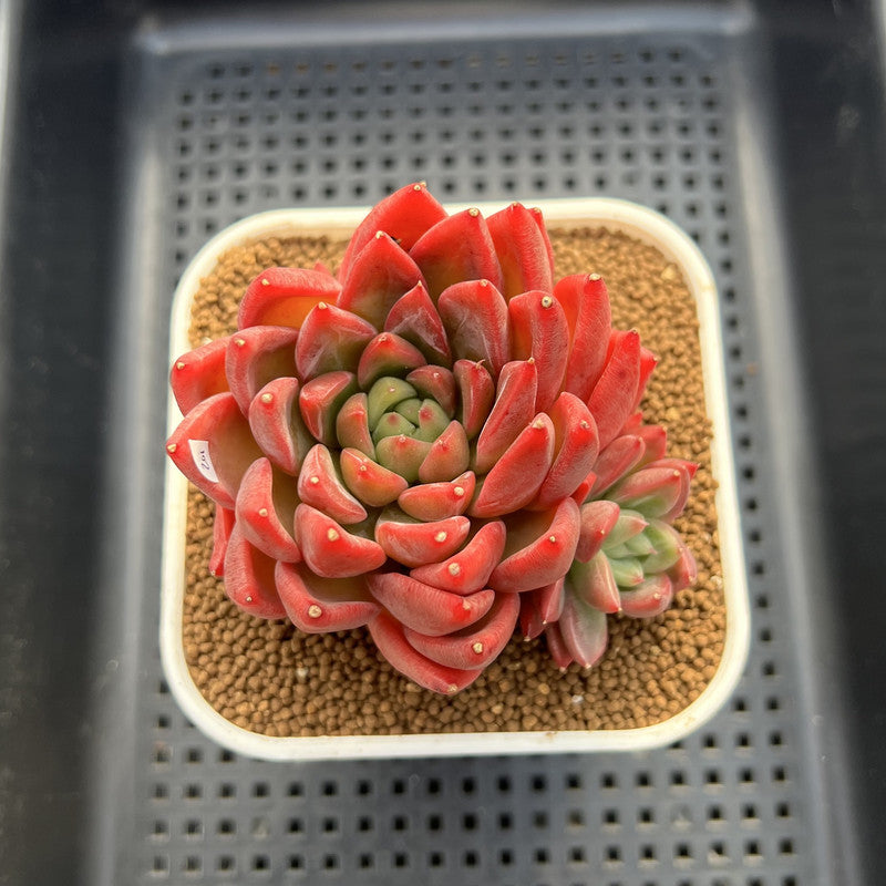 Echeveria 'Red Lotus Terrace' 3" Succulent Plant Cutting