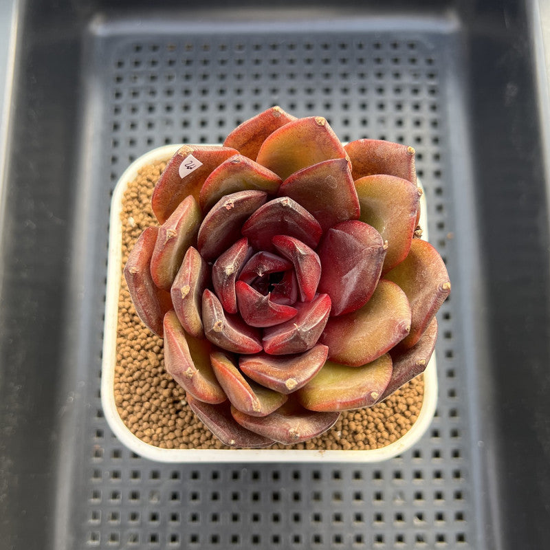 Echeveria 'Prince Starry Night' 3" Succulent Plant Cutting