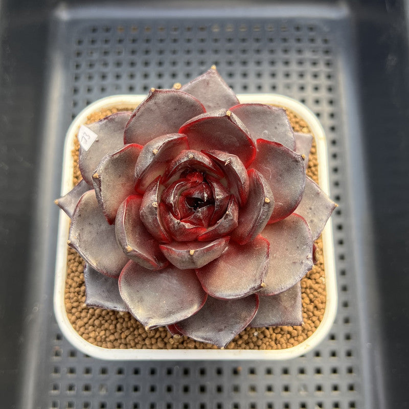 Echeveria 'Ink Abyss' 3" Succulent Plant Cutting