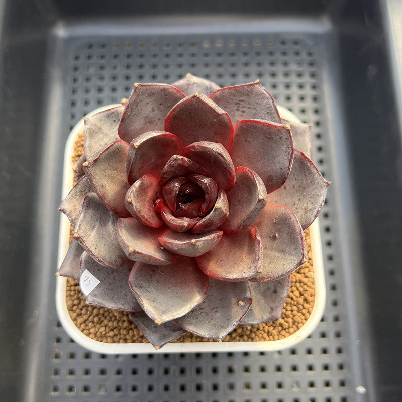 Echeveria 'Ink Abyss' 3" Succulent Plant Cutting