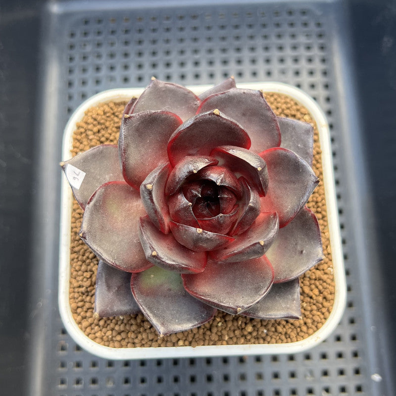 Echeveria 'Ink Abyss' 3" Succulent Plant Cutting