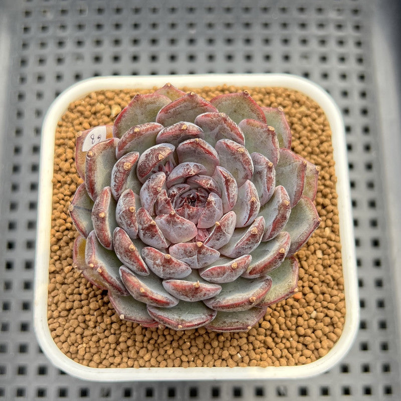 Echeveria 'Blue Enchantress' 3" Succulent Plant Cutting