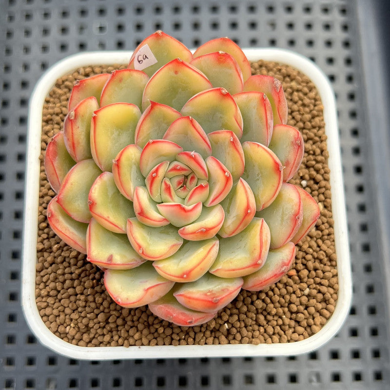 Echeveria 'Lotus' Variegated 3" Succulent Plant Cutting