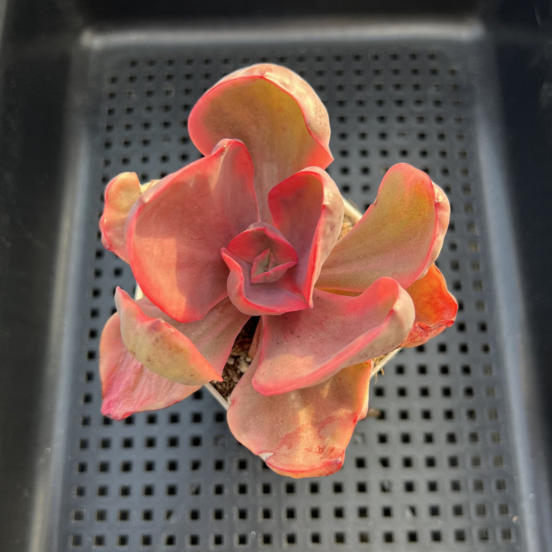 Echeveria 'Golden State' Variegated 3" Succulent Plant