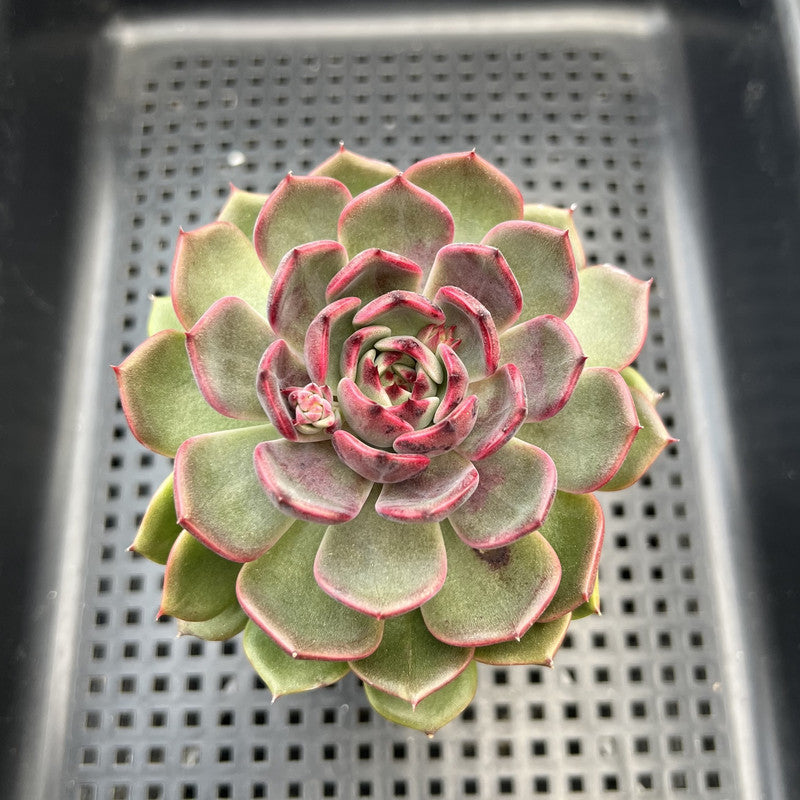 Echeveria 'Black Eyes' 3" Succulent Plant
