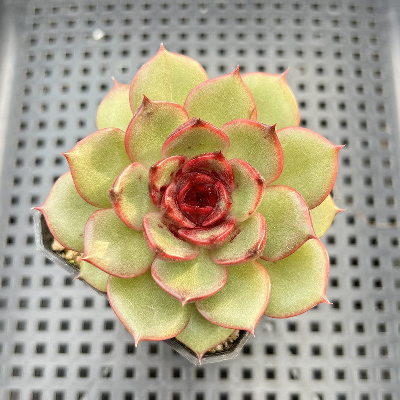 Echeveria Agavoides 'Eclipse' 2" (100% Grown In House) Succulent Plant