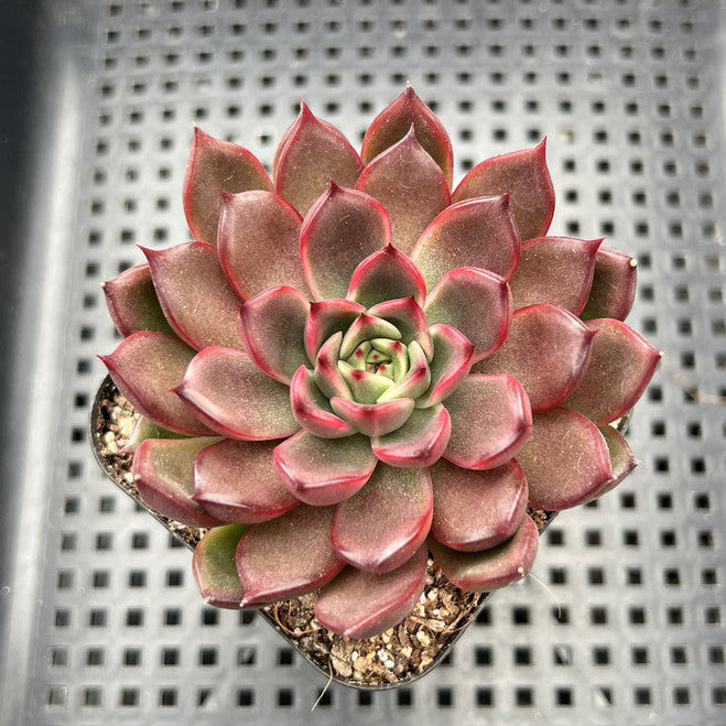 Echeveria 'Red Bell' 3" Succulent Plant