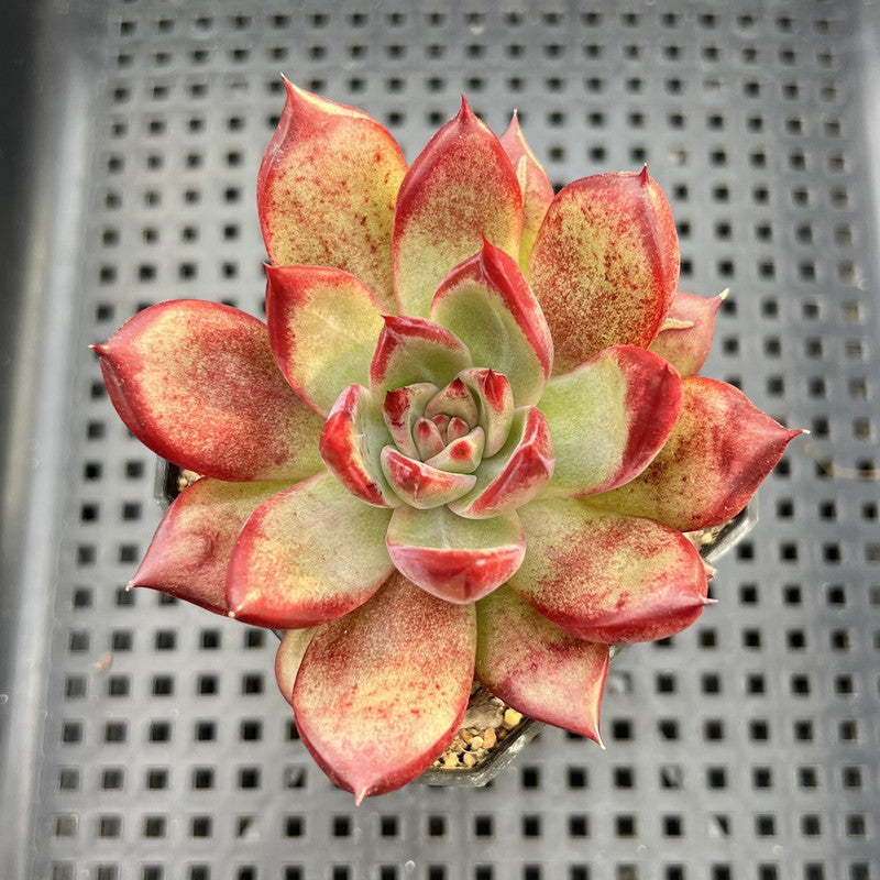 Echeveria Agavoides 'Romeo Rubin' 2" Succulent Plant