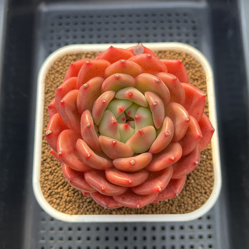 east succulents Echeveria 'The Invincible East' 4"-5" Large Succulent Plant Cutting