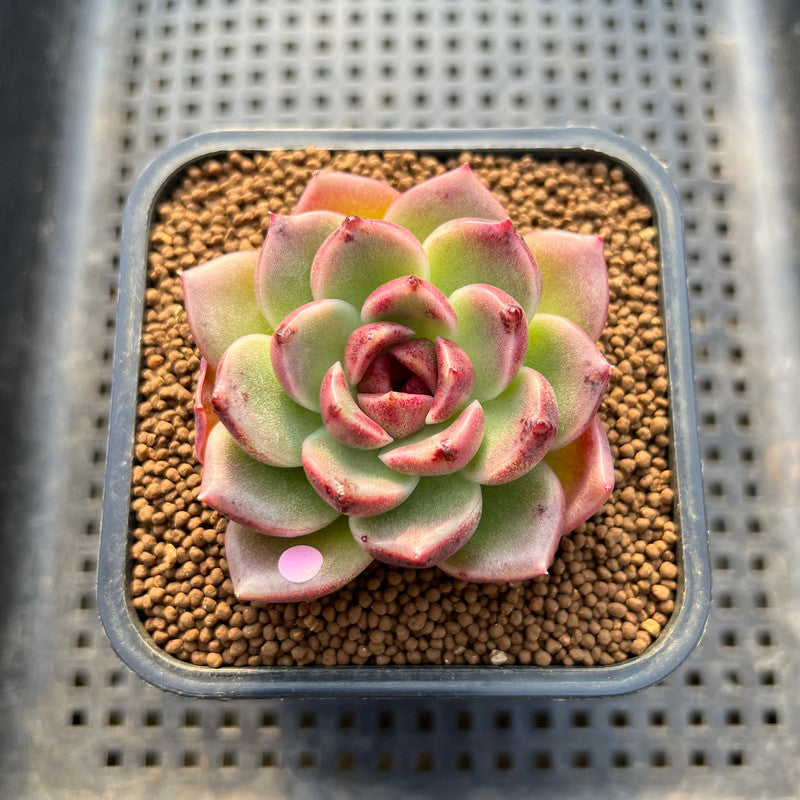 fox succulent Echeveria 'Desert Fox' New Hybrid 2" Succulent Plant Cutting