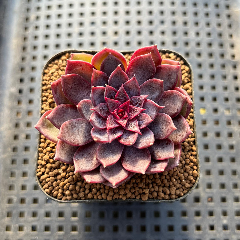 succulent black knight Echeveria 'Black Knight' New Hybrid 2