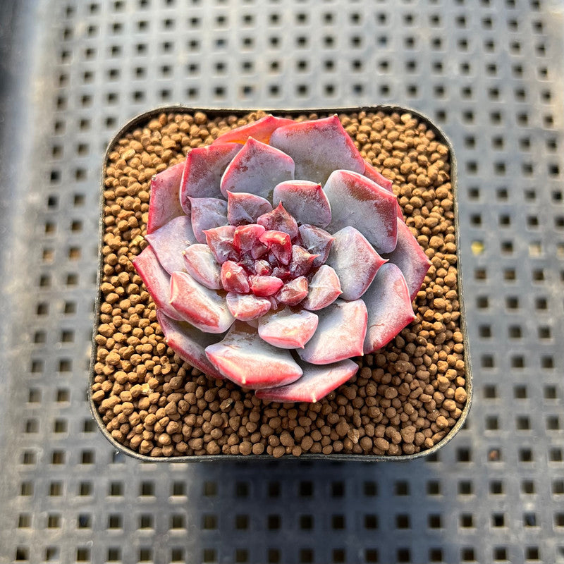 strawberry spinach seeds Greens