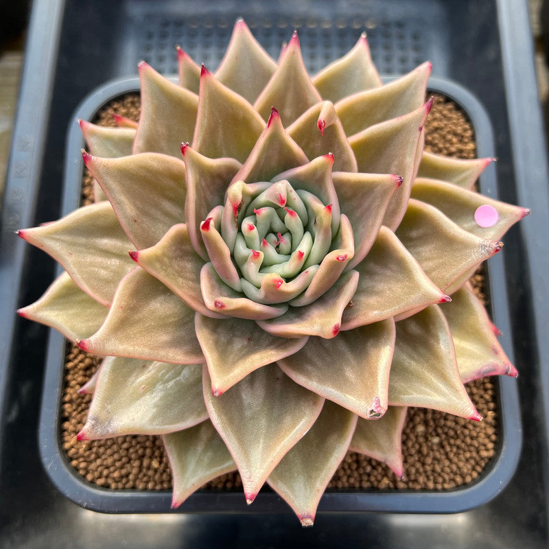 5 star succulents Echeveria 'Jade Star' Variegated 4"-5" Large Succulent Plant Cutting