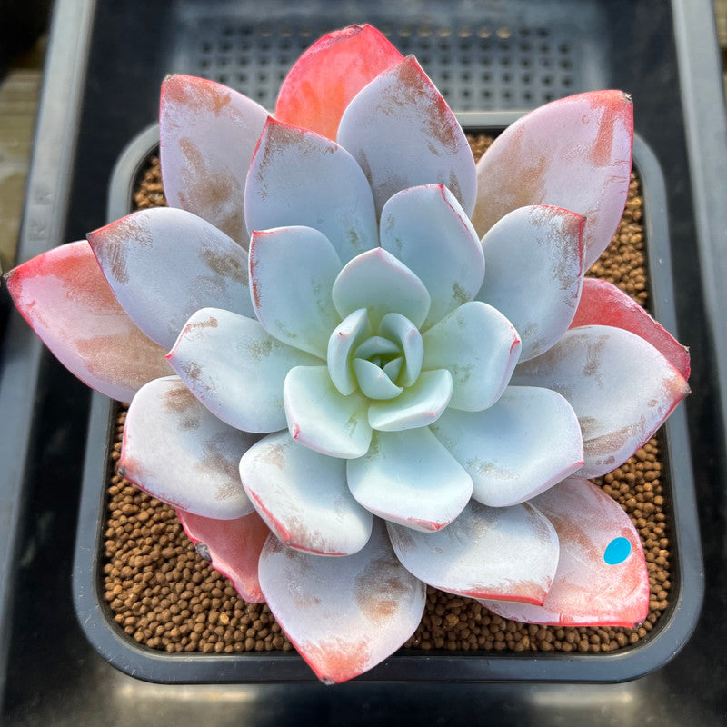 lotus like succulent Echeveria 'White Lotus' 3"-4" Succulent Plant Cutting
