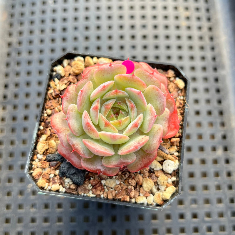 ball succulent plant Echeveria 'Red Choco Ball' 1"-2" Succulent Plant