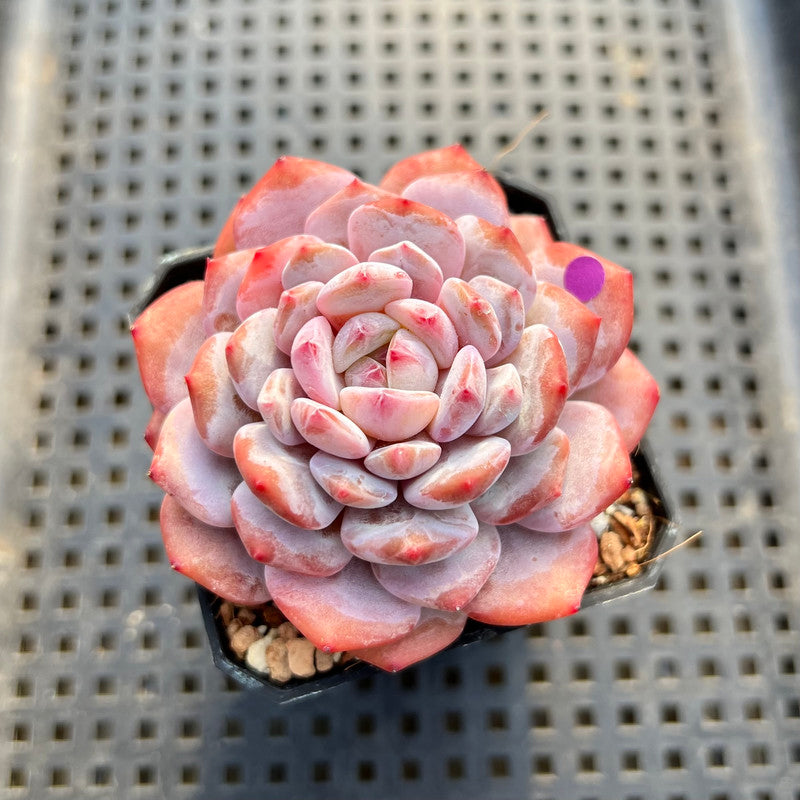lotus shaped succulent Echeveria ‘Lotus’ 2”-3” Succulent Plant