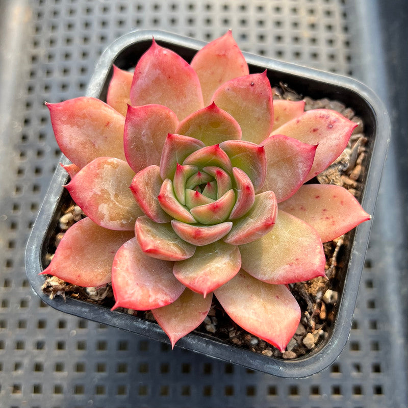 changhee succulent Echeveria 'Colorado' 2"-3" Changhee Original Hybrid Succulent Plant