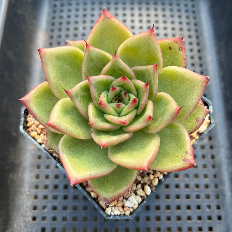 succulent agavoides Echeveria Agavoides 'Tiara' 3"-4" Succulent Plant