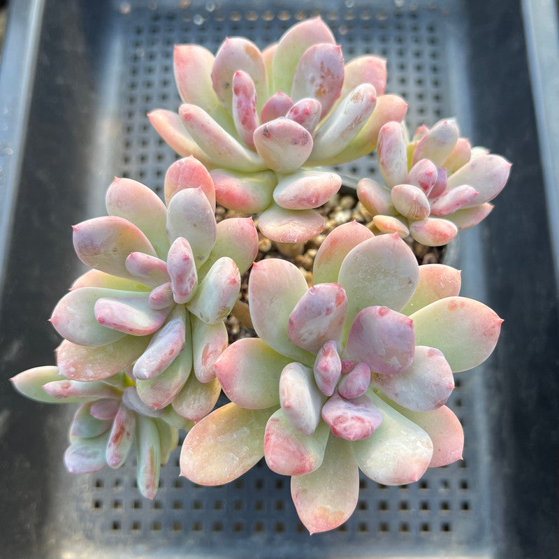 cinderella succulent Pachyphytum 'Cinderella' 4" Large Cluster Succulent Plant