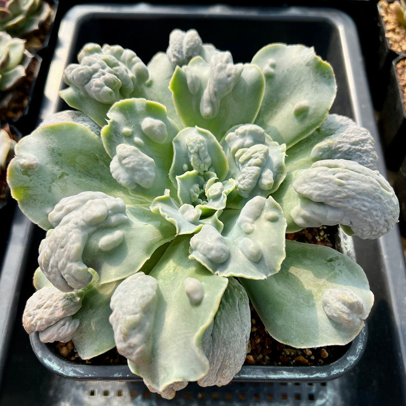 castle succulent Echeveria 'Castle' 6