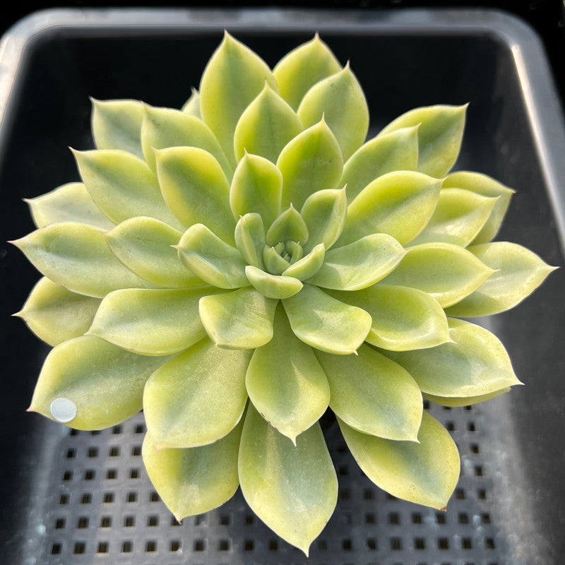 moon fairy succulent Echeveria 'Moon Fairy' Variegated 4