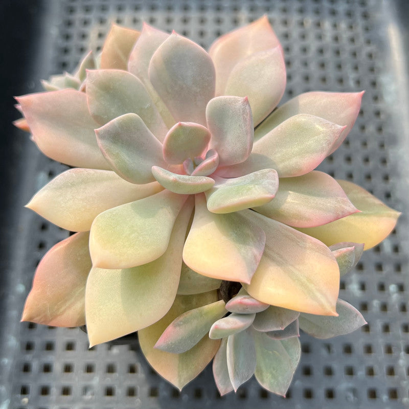 succulent debbie Graptoveria 'Debbie' Variegated 3