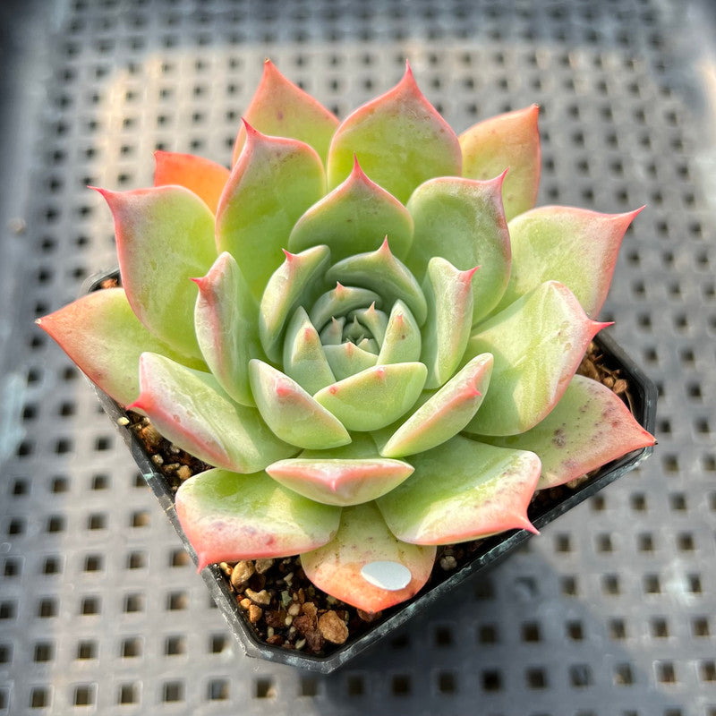 succulent secrets Echeveria 'Secret' New Hybrid 2" Succulent Plant