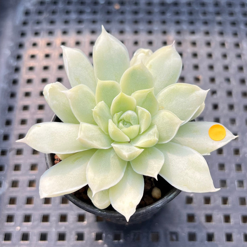 succulents variegated leaves Echeveria 'Humilis' Variegated 2" Succulent Plant