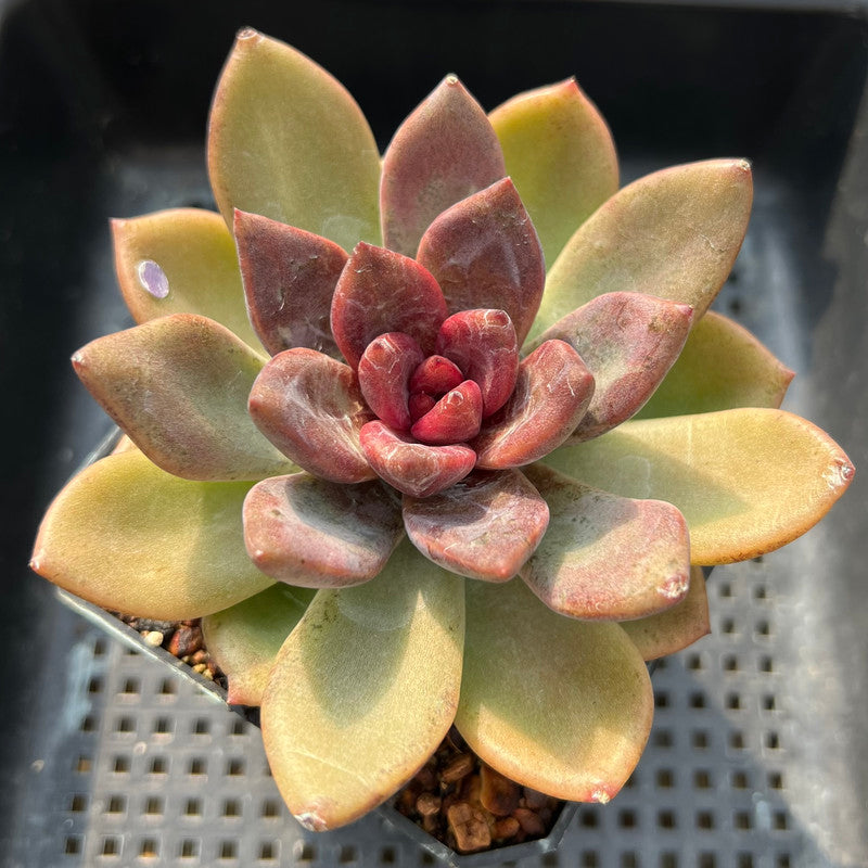 tulips and succulents Echeveria 'Pink Tulip' 2" Succulent Plant