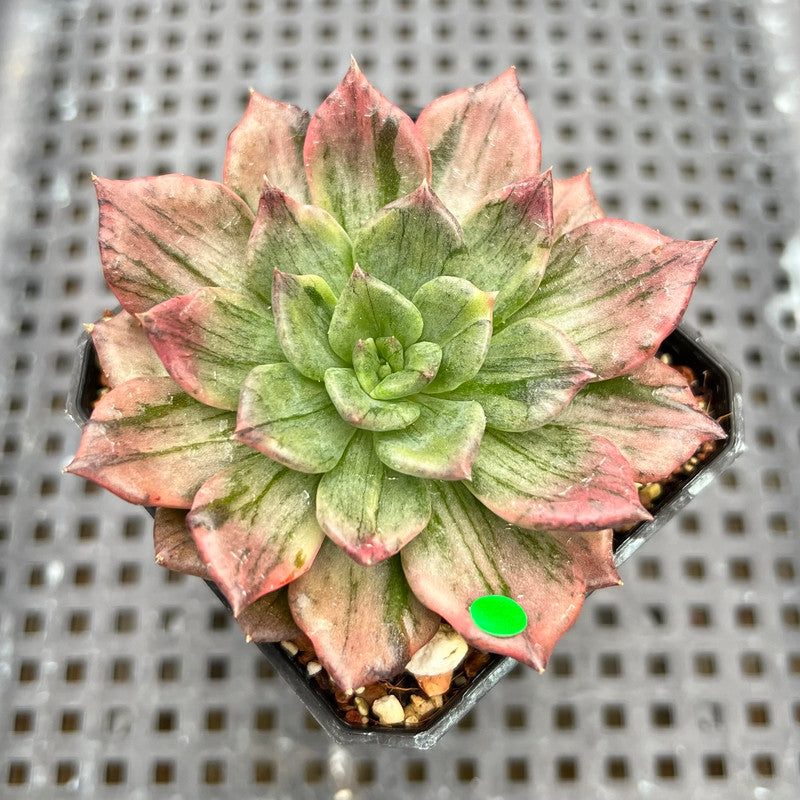 silver prince succulent Echeveria 'Silver Prince' Variegated 2" Succulent Plant