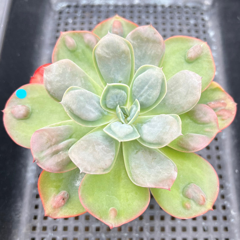 succulent macarons Echeveria 'Macaron' 3