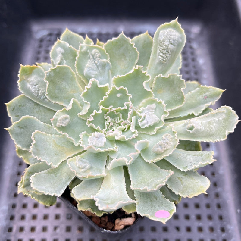 shaviana succulent Echeveria 'Shaviana' Carunculated 3"-4" Succulent Plant