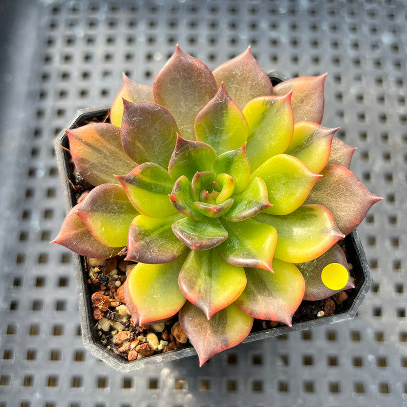 variegated black prince echeveria #succulent Echeveria 'Black Prince' Variegated 2" Succulent Plant