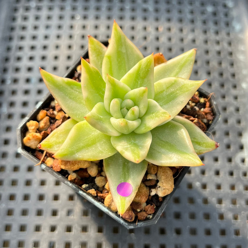 elk horn succulent Echeveria 'Elkhorn' Variegated 2