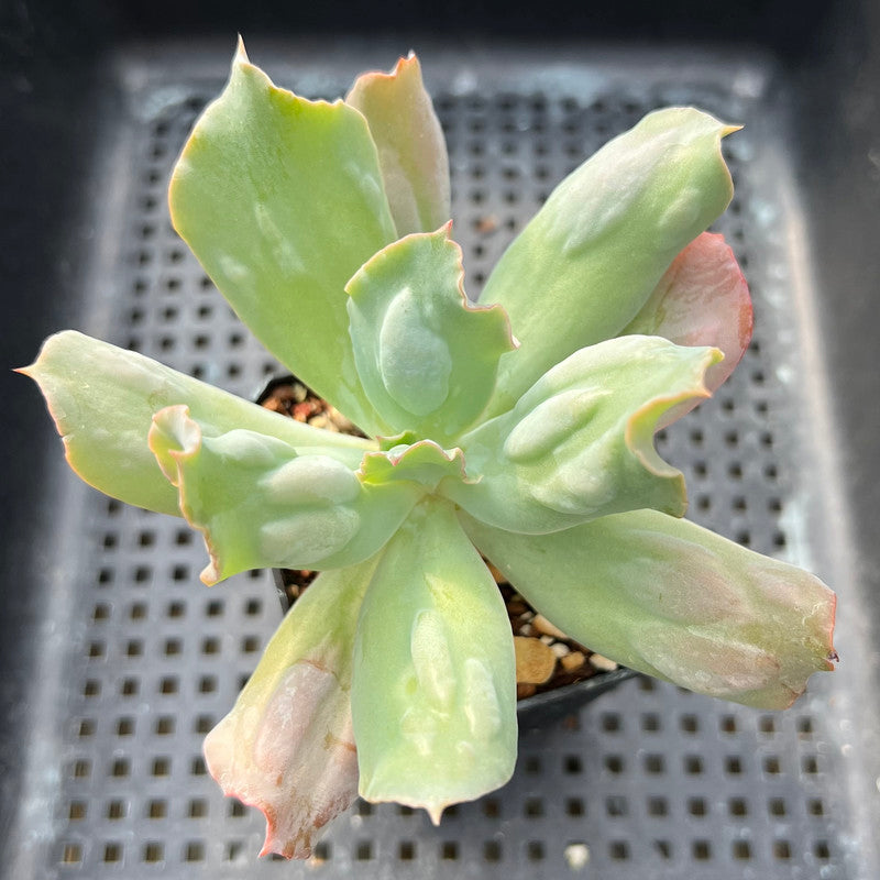 culibra succulent Echeveria 'Culibra' 3" Succulent Plant Cutting