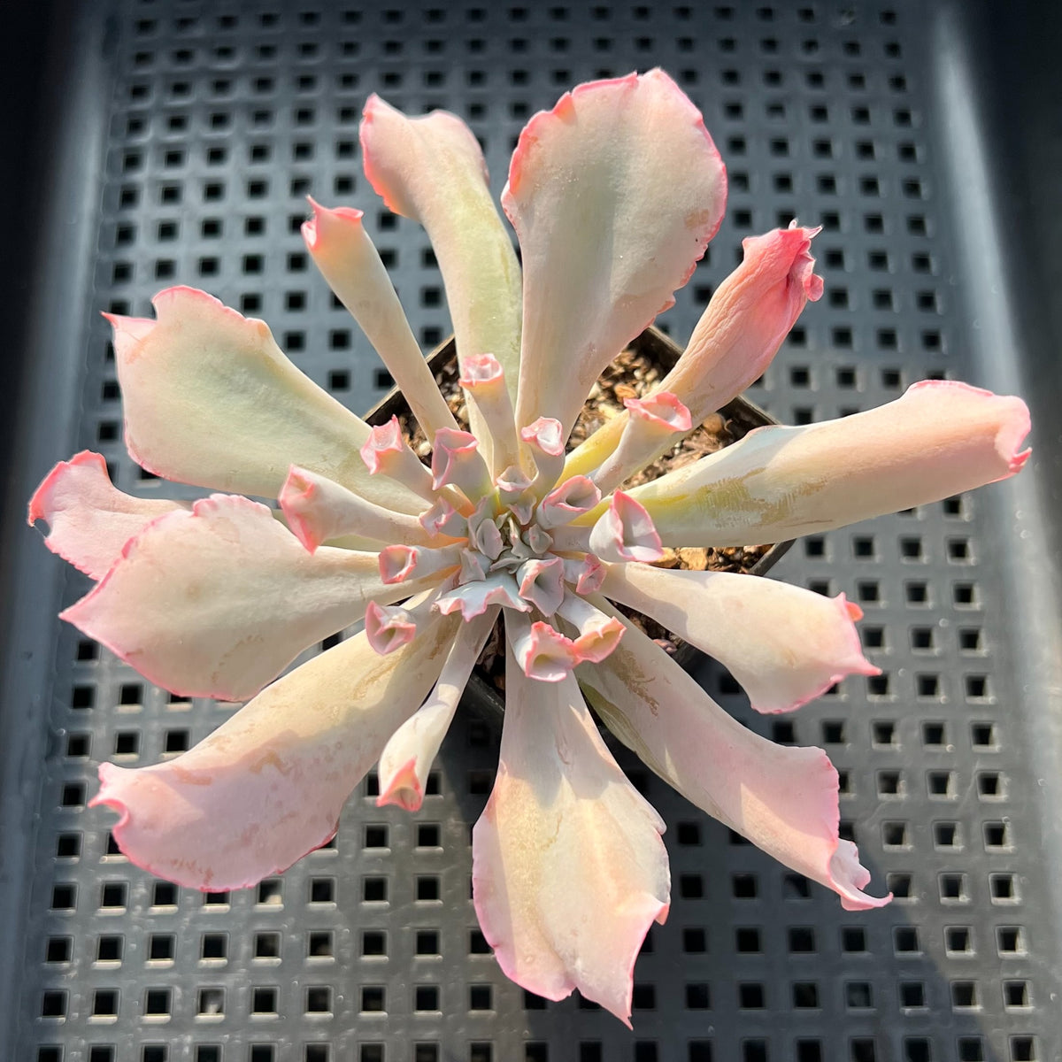 Echeveria 'Trumpet Pinky' 2" Succulent Plant (Potted)