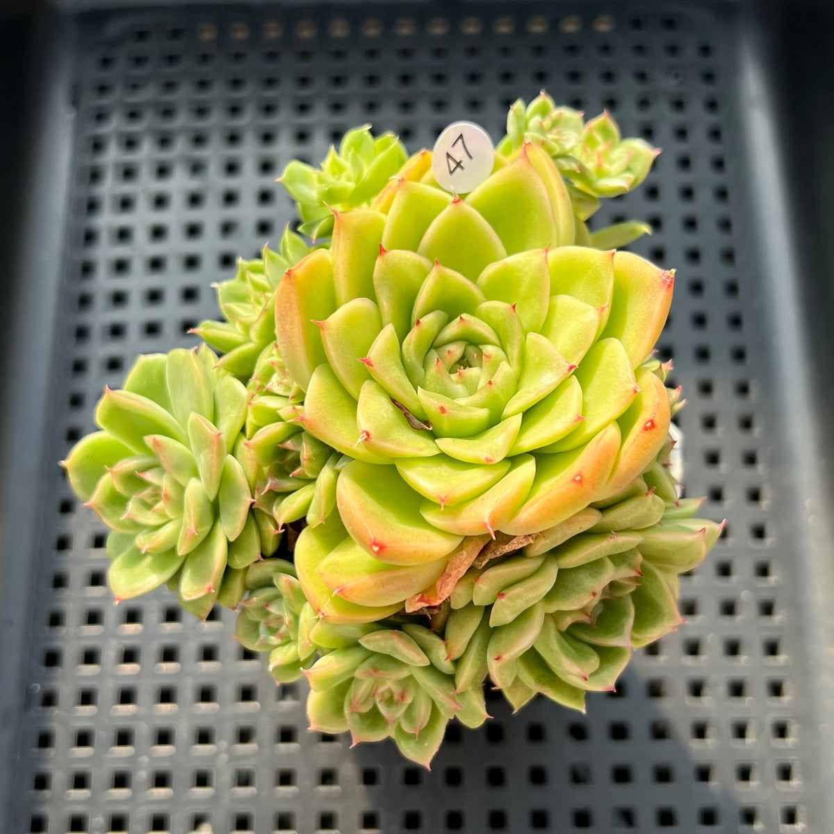 Echeveria sp. Cluster 3" Succulent Plant (Potted)