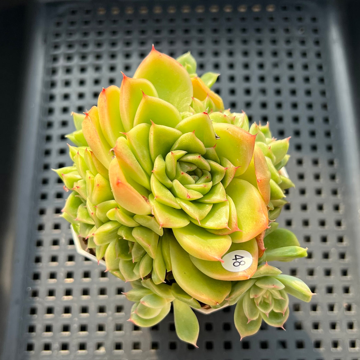 Echeveria sp. Cluster 3" Succulent Plant (Potted)
